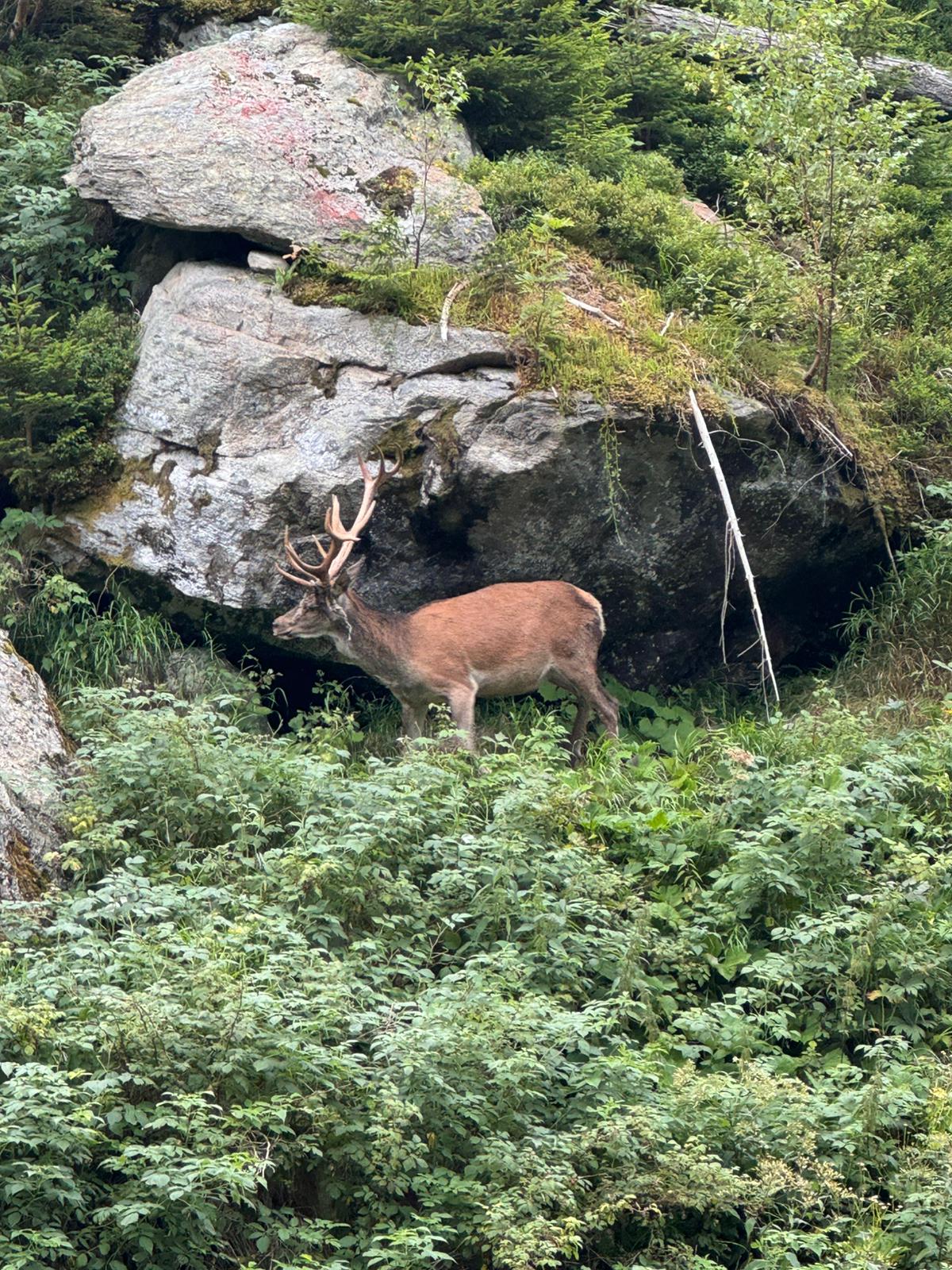 Bergjagd-Seminar im alpinen Revier – Bild 5